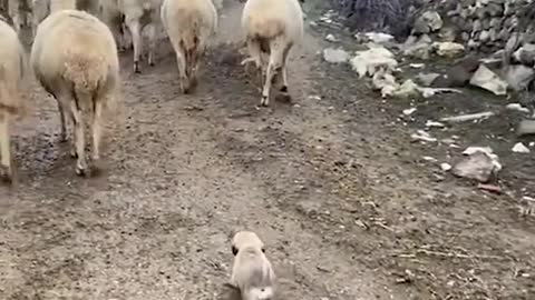Puppy Follows Herd of Sheep on Dirt Road