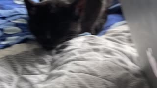 Kitty Coughing