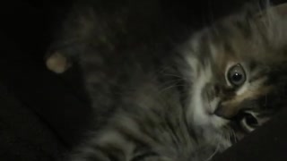 Cat playing in the Dark