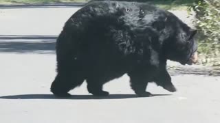 Fattest Bear I Have Ever Seen!