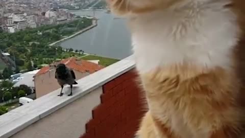 Cat vs Bird Argument
