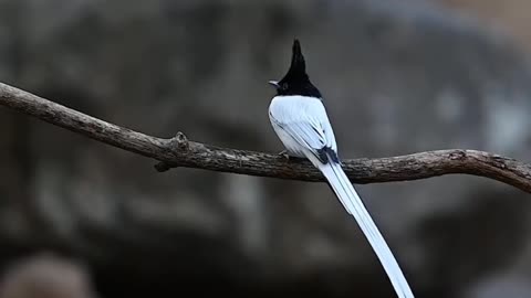 Asian paradise flycatcher male