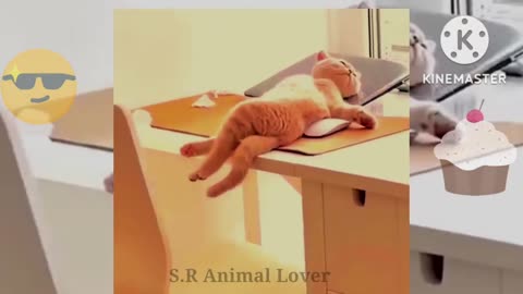 Funny animal videos - funny cats