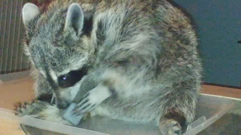 Raccoon Just Loves Playing With Her Fidget Cube
