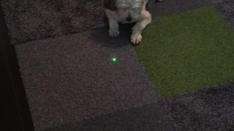 Dog chase green laser