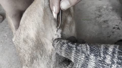 How To Removing Ticks From Dog In village manually..