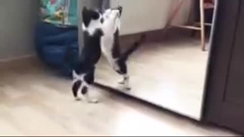 CAT FUNNY VIDEO
