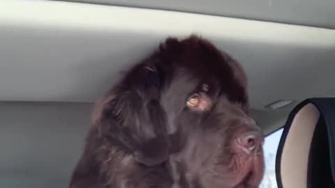 Watch this huge pup cruise with his best friend