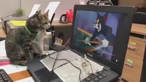 Cats Watching Tom & Jerry funny video