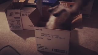 So graceful ������������#catsofinstagram #catsinboxes #fail #cats #ragdoll #silly #effort #catfail