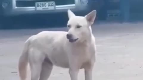 Funny 🐕