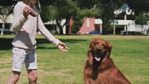 The dog was playing with the girl and after that what happened to the girl.