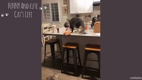 Funny and cut cat‘s life