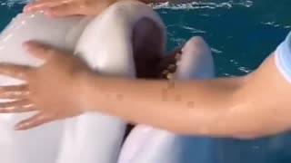 Beluga has a Squishy Head