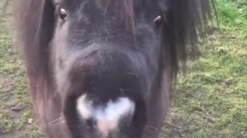 Shetland Pony Enjoys a Tasty Brew