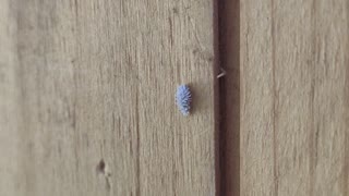 A mealybug exploring a wooden box