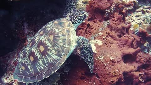 Really beautiful turtle swimming in water