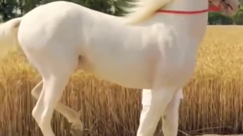 Horse video|| Marwari horse video||#horse #shorts #trending #youtubeshorts #short#shots#marwari