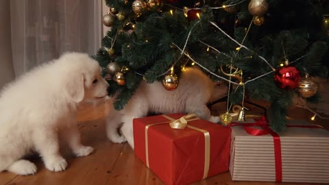 Beautiful white puppies at the Christmas tree