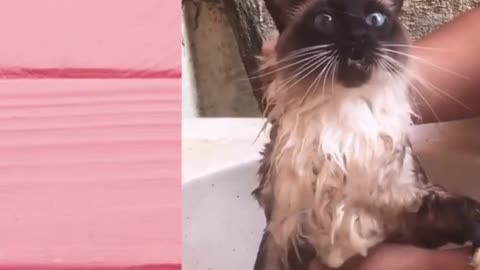 cat talking while in the shower