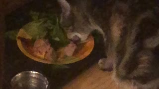 McGee prefers mixed greens to canned cat food