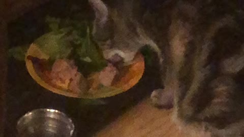 McGee prefers mixed greens to canned cat food