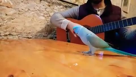 Dora parrot singer is the most beautiful bird in nature (parrot) JustaMoment