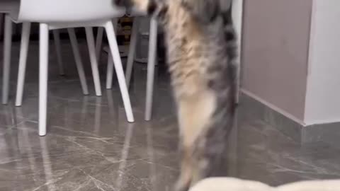 Cute Cat Loves Hopping like a Kangaroo.