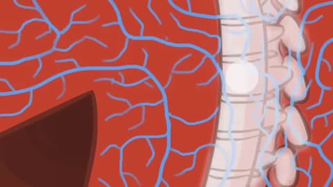 In vertebrates, including humans, pain can be divided into two distinct processes