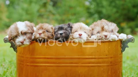 Cute Puppies In A Copper Bucket