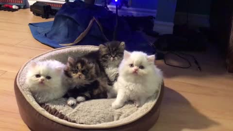 Persian kittens perform head tilt in sync