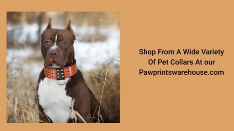Best Selection of pet toys & collars products