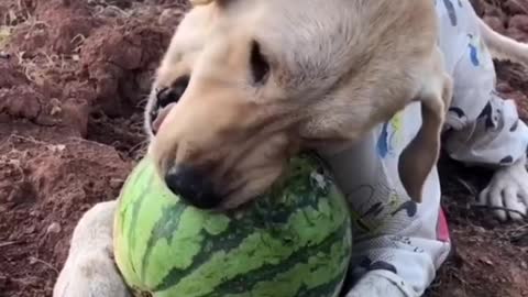 • Golden Retriever | eat a big watermelon