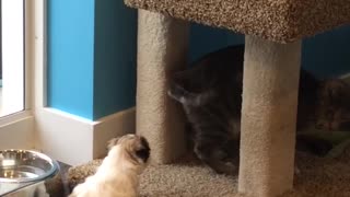Puppy tries to befriend cat