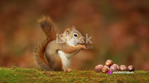 Patience Pays Off Better Than Acorns!