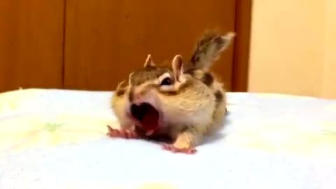 Watch chipmunk Bikke's morning routine