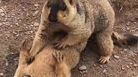 25 Old marmot couple, still flirting #marmot