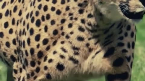 Roaring Elegance: Jaguar Unleashed | Exquisite Wildlife Footage"