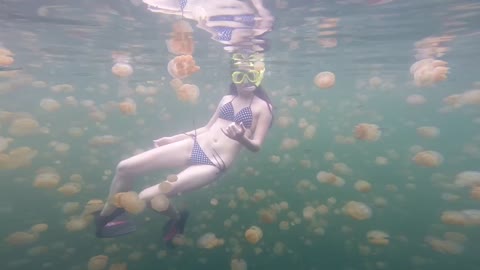 Brave Snorkeler Swims With Jellyfish In Palau