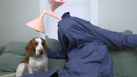 Dogs find out if siren head is real!!! Funny Dogs Maymo