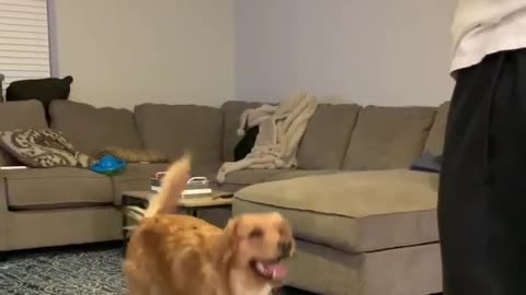 Talented pup shows off newly learned trick