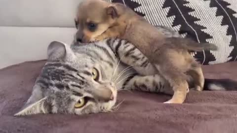 cute 🥰 puppy want play with the cat.