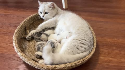 Test: Replace the mother cat's four kittens with someone else's children
