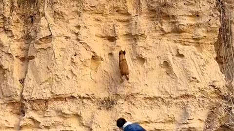 Dog longest jump in Guinness record