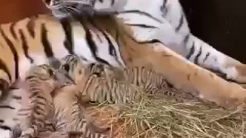 tiger cubs breastfeed