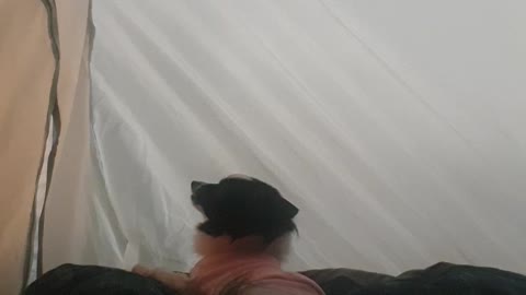 Howling dog in bed
