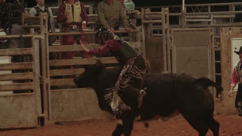 bull rodeo