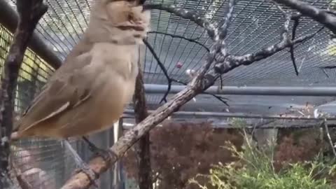 Singing Birds & Singing Parrot