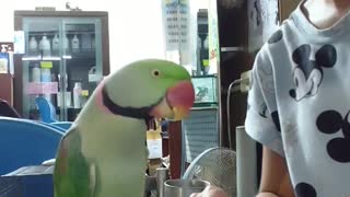 a very smart and active parrot