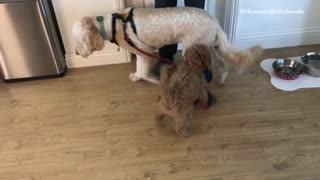 Small brown dog wants to take larger dog on a walk